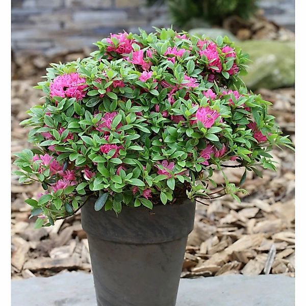 Japanische Azalee Maiogi 15-20cm - Rhododendron obtusum günstig online kaufen
