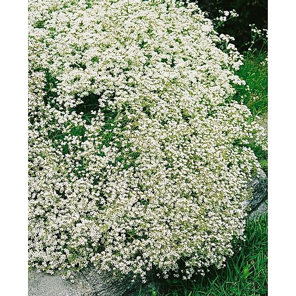 Gypsophila Fastigiata Silverstar Gipskraut 2 Liter Container günstig online kaufen