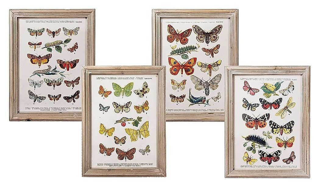 Wandbild Set Schmetterlinge Biologie Vintage-Stil Holzrahmen 4 Stück 40x30c günstig online kaufen