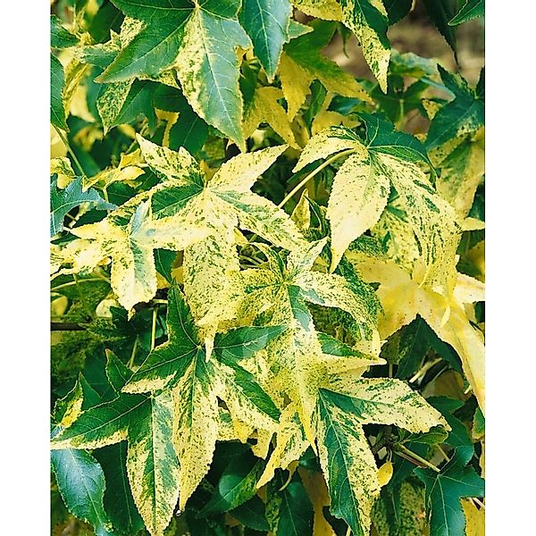 Liquidambar Styraciflua Silver King Amberbaum 175–200 cm günstig online kaufen