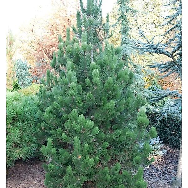 Bosnische Zwerg Kiefer Irish Bell 25-30cm - Pinus densiflora günstig online kaufen