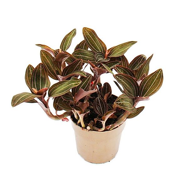 Exotenherz Zimmerpflanze Juwelorchidee - Erdorchidee - Ludisia discolor - 1 günstig online kaufen