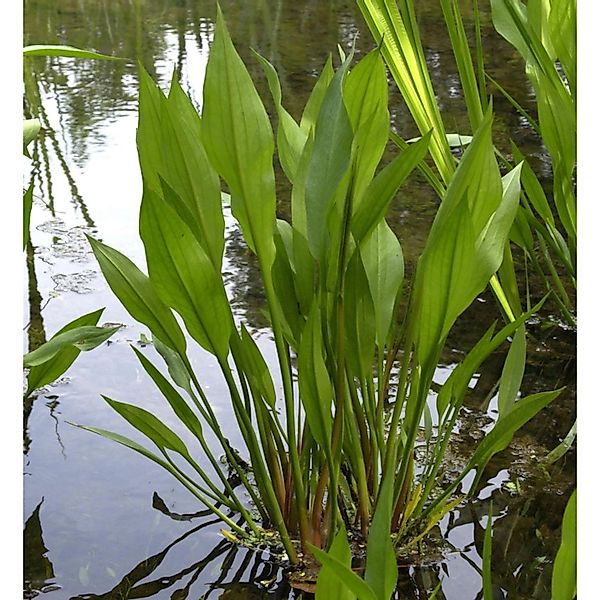 Gewöhnliche Froschlöffel - Alisma plantago günstig online kaufen