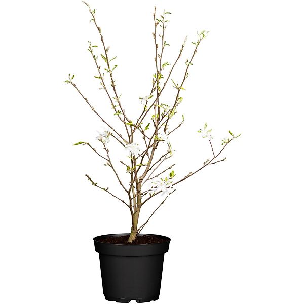 OBI Sternmagnolie Weiß Höhe ca. 50 - 60 cm Topf ca. 5, Magnolia günstig online kaufen