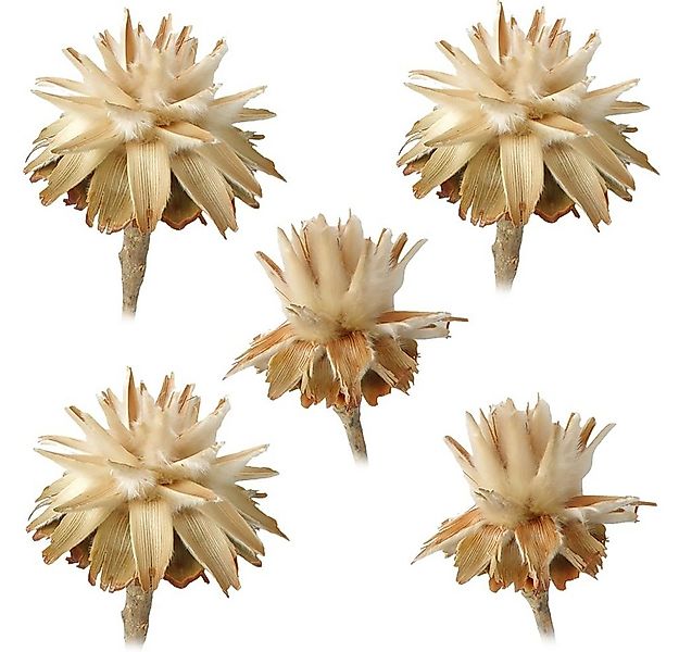 Kunstblume Flaumfeder Plumosum 1 Kopf Trockenblumen hell natur 5er Set Troc günstig online kaufen