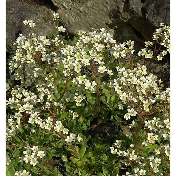 Immergrüner Steinbrech Portae - Saxifraga paniculata günstig online kaufen