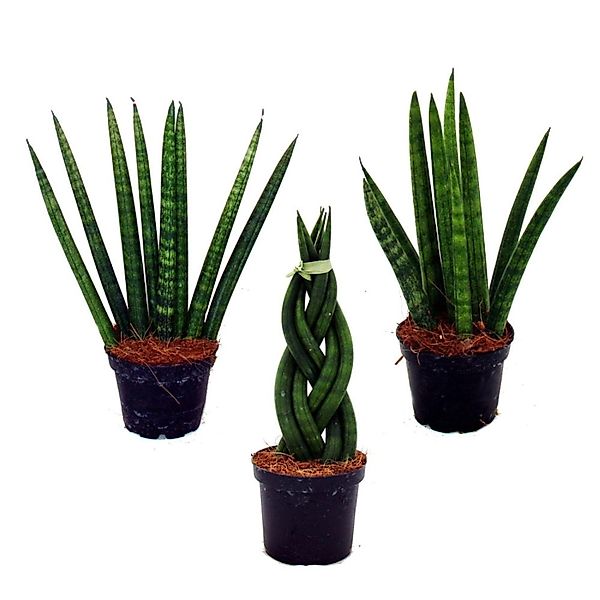 Exotenherz Kaktus Sansevieria cylindrica Pfiffiges 3er Set im 6,5cm Topf Bo günstig online kaufen