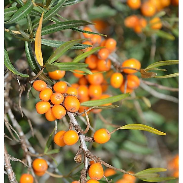 Weiblicher Sanddorn Orange Energy 60-80cm - Hippophae rhamnoides günstig online kaufen