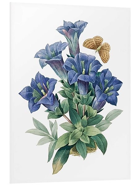 Posterlounge Wandbild Kochscher Enzian (Gentiana acaulis), günstig online kaufen