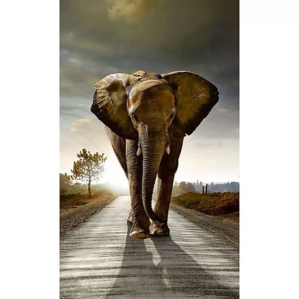 Fototapete WALKING ELEPHANT | MS-2-0225 | Grau | Digitaldruck auf Vliesträg günstig online kaufen