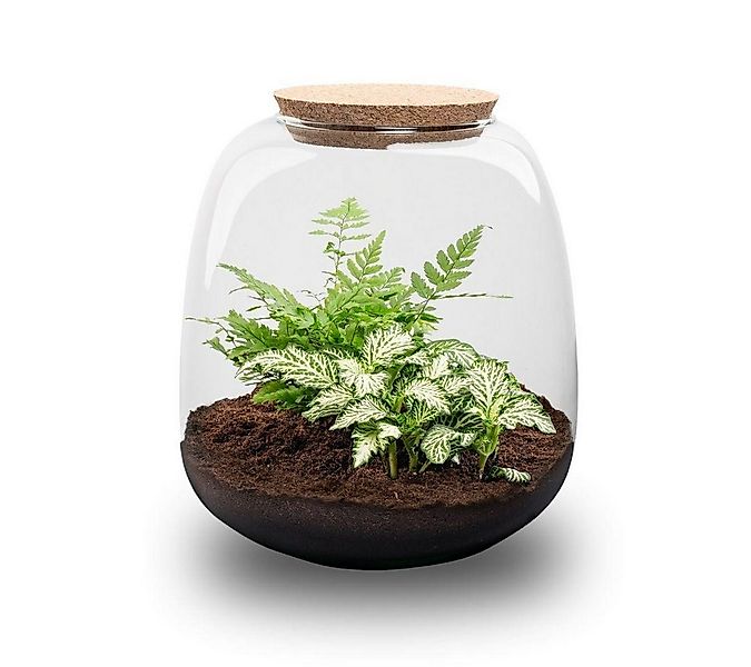 Exotenherz Zimmerpflanze Flaschengarten "Kleine Emma" - DIY-Pflanzenterrari günstig online kaufen