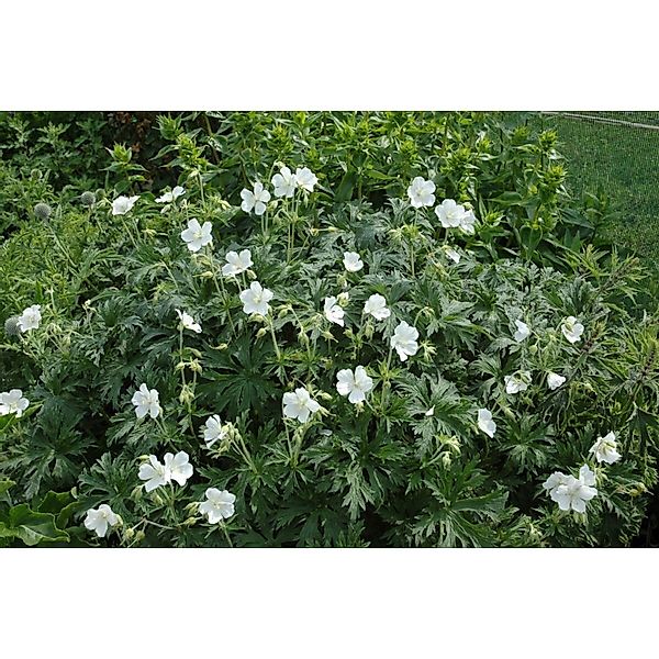 Geranium Maculatum Album Gefleckter Storchschnabel Ca. 9x9 cm Topf günstig online kaufen
