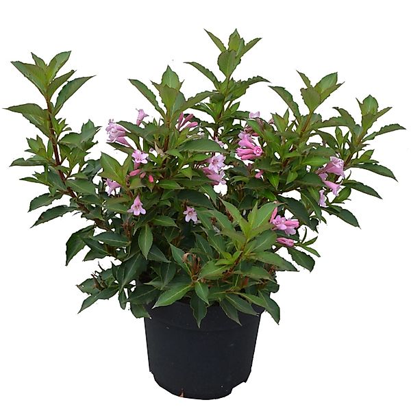 Weigelie Pink Poppet Höhe ca. 50-60 cm Topf ca. 6 l Weigela florida günstig online kaufen