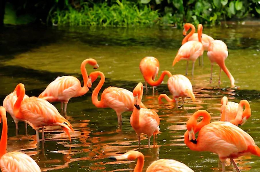 Papermoon Fototapete »Pink Flamingos« günstig online kaufen