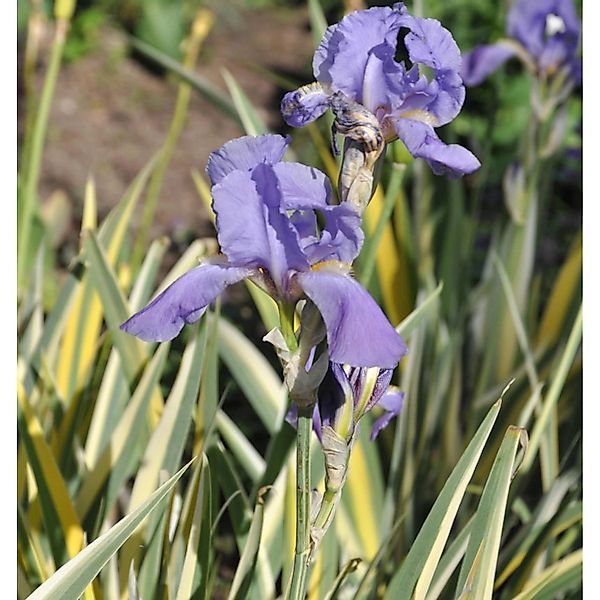 Bleiche Schwertlilie Aurea Variegata - Iris pallida günstig online kaufen