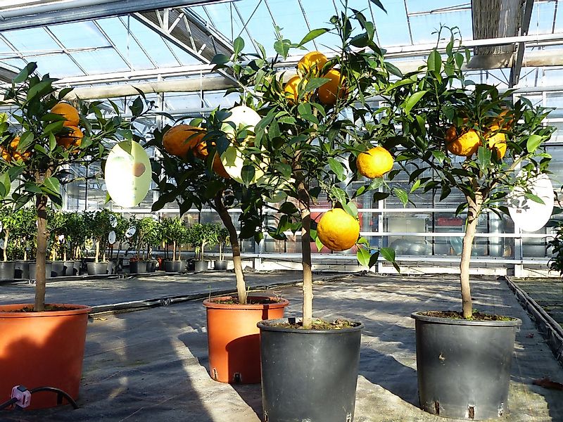 gruenwaren jakubik Zitronenbaum Citrus Yuzu 70 - 80 cm, Zitronenbaum Zitron günstig online kaufen