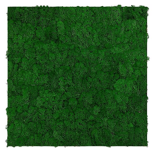 Jangal Wandpaneel Modular Wall Nature Green Moos 52 x 52 cm günstig online kaufen