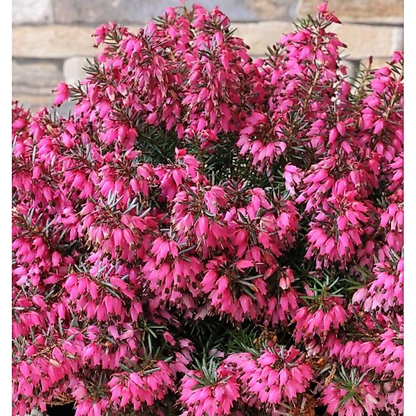 10x Winterheide Ruby Glow - Erica carnea günstig online kaufen