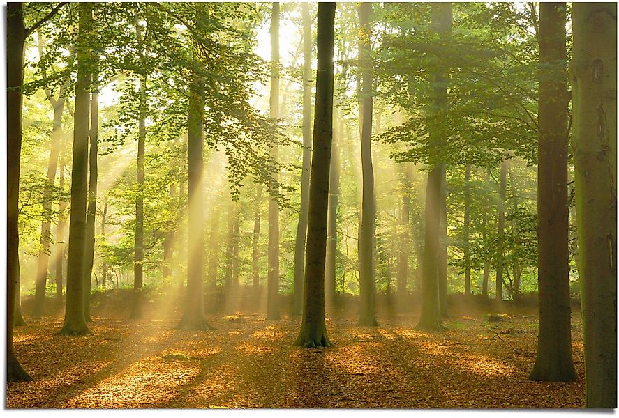 Reinders! Poster Erleuchteter Wald, (1 St) günstig online kaufen