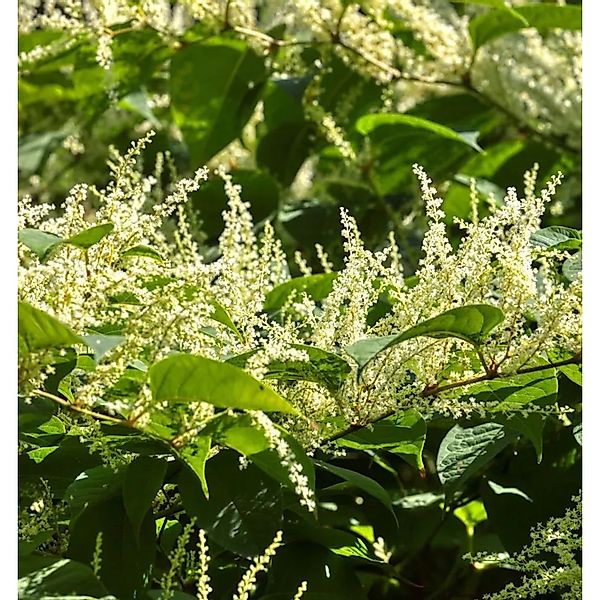 Japanischer Staudenknöterich - Reynoutria japonica günstig online kaufen