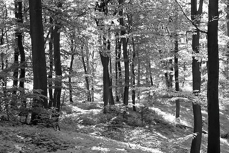 Papermoon Fototapete »Wald Schwarz & Weiß« günstig online kaufen