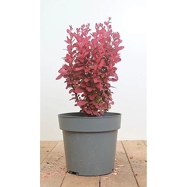 Berberis Thunbergii Orange Rocket Säulen-Berberitze Orange 20–25 cm günstig online kaufen