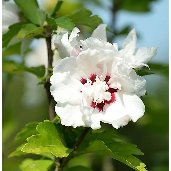 Rosen Eibisch Speciosus 30-40cm - Hibiscus günstig online kaufen