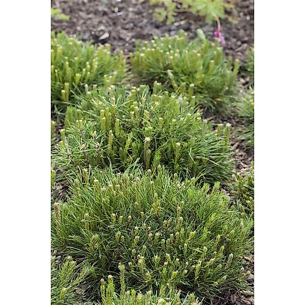 Pinus Mugo Mughus Bergkiefer 30–40 cm günstig online kaufen