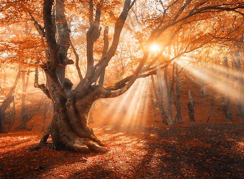 Papermoon Fototapete »Magical Old Tree« glatt günstig online kaufen