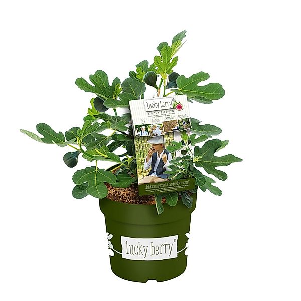 GROW by OBI FeigeLucky Berry Höhe ca. 30 - 40 cm Topf ca. 4,6 l Ficus caric günstig online kaufen