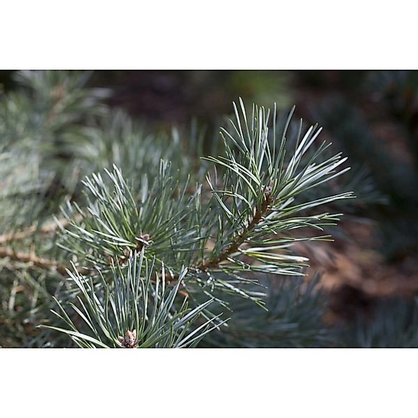Pinus Koraiensis Glauca Koreanische Kiefer Blaugrün 100–125 cm günstig online kaufen