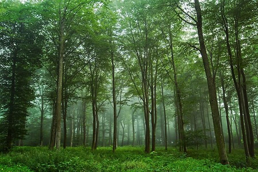 Papermoon Fototapete »Photo-Art LEIF LONDAL, BLICK AUF DEN WALD« günstig online kaufen