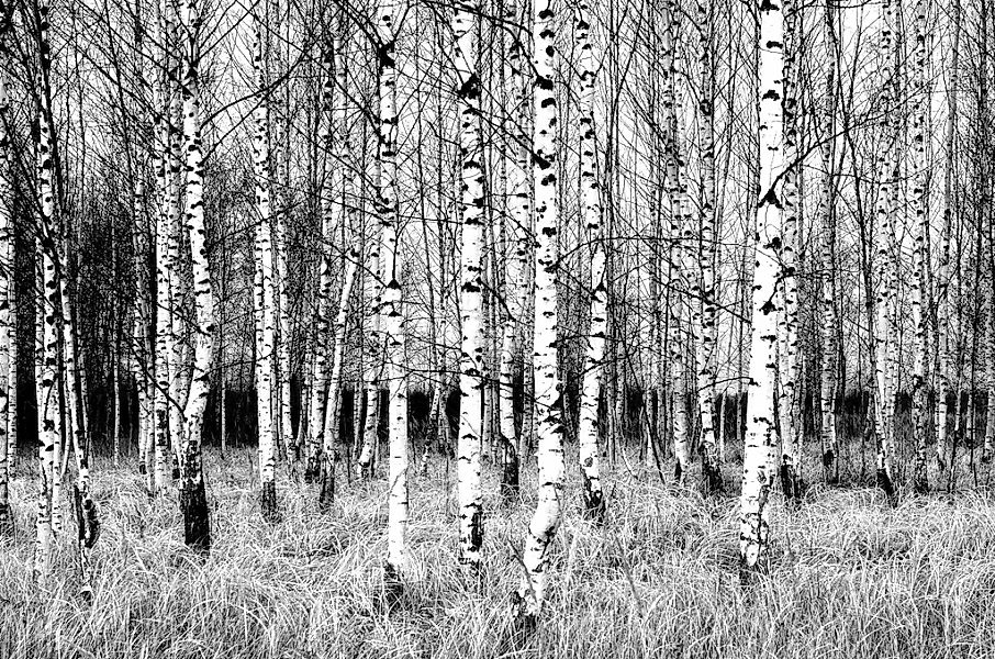 Papermoon Fototapete "Birkenwald Schwarz & Weiß" günstig online kaufen