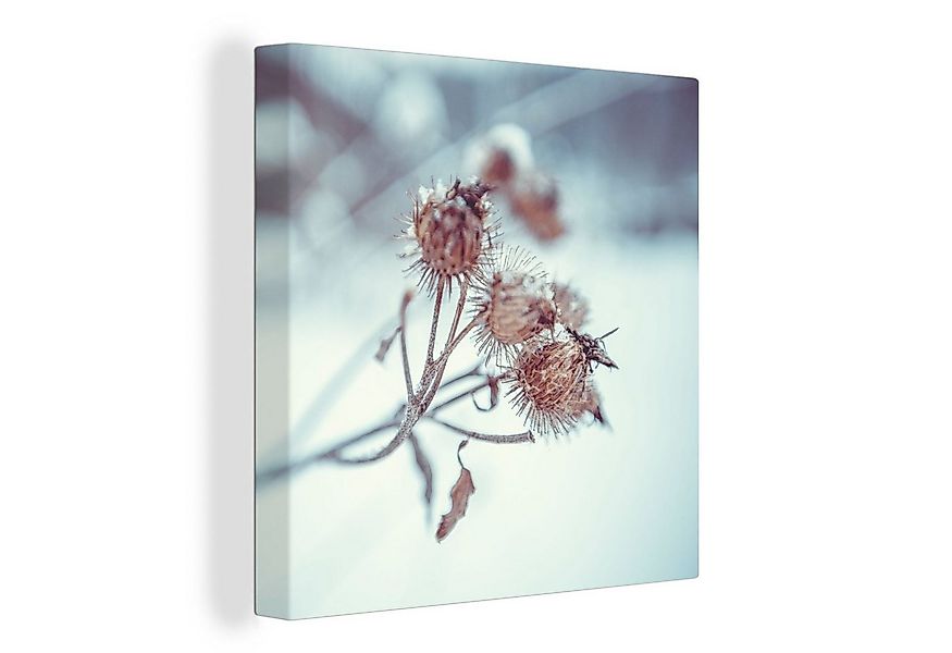 OneMillionCanvasses® Leinwandbild Pflanzen - Winter - Schnee - Natur, Fotod günstig online kaufen