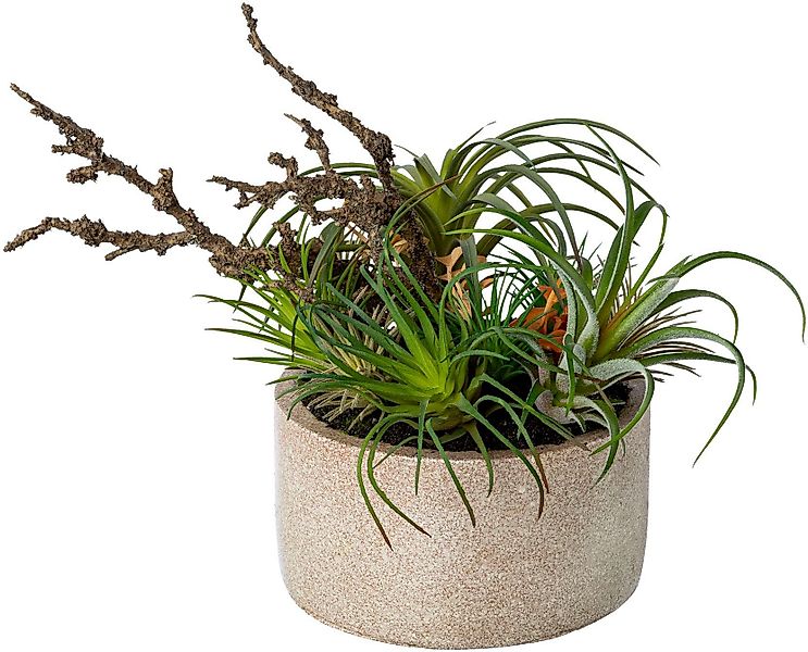 Künstliche Zimmerpflanze Tillandsien-Mix in Zementschale Sukkulente, günstig online kaufen