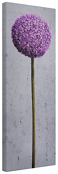 Bilderdepot24 Leinwandbild Blumen Modern Natur Allium günstig online kaufen