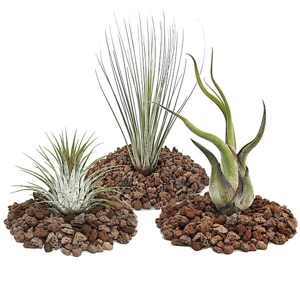 Exotenherz 1 Set Mit 3 Tillandsien 1 Ionantha 1 Juncea 1 Caput Medusa günstig online kaufen