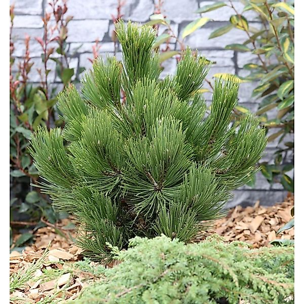 Schlangenhautkiefer Panzerkiefer Compacta 25-30cm - Pinus leucodermis günstig online kaufen