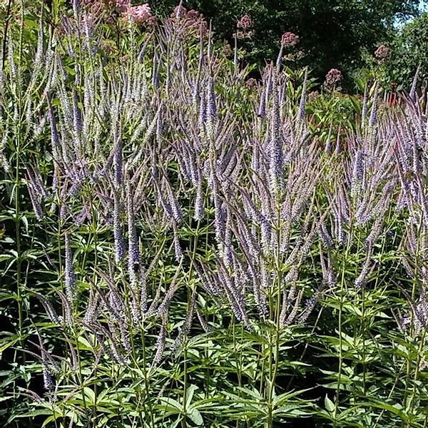 Virginischer Riesen Ehrenpreis Fascination - Veronicastrum virginicum günstig online kaufen