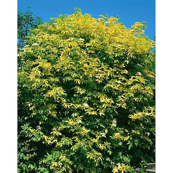 Sambucus Nigra Aurea Gold-Holunder Gelblaubig 100–150 cm günstig online kaufen