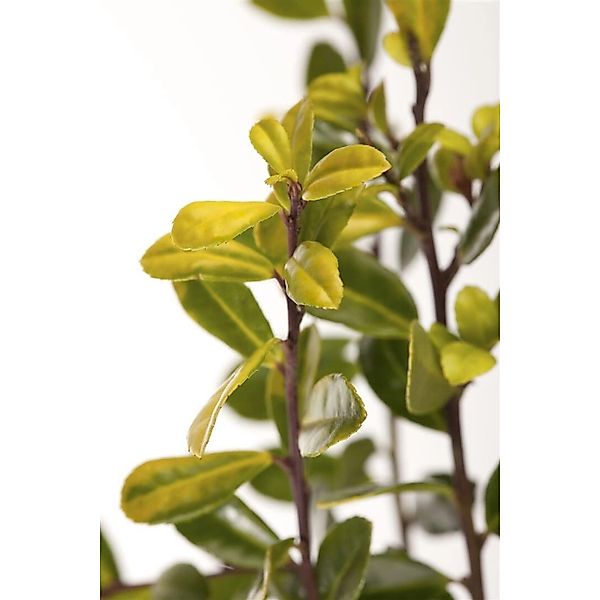 Ilex Crenata Golden Gem Japanische Stechpalme Goldgelb 80–90 cm günstig online kaufen