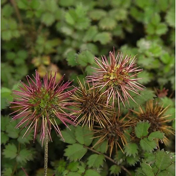 Stachelnüßchen Grüner Zwerg - Acaena microphylla günstig online kaufen
