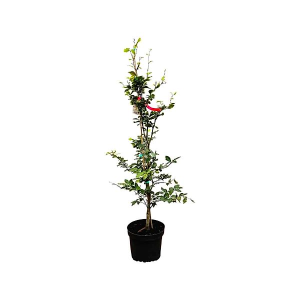 Fagus sylvatica 80-100 cm günstig online kaufen