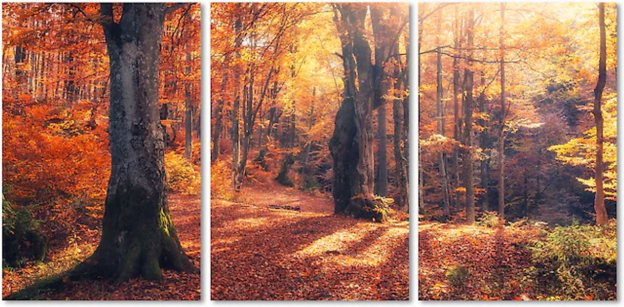 queence Acrylglasbild »Herbstwald 3-teilig«, Wald-Waldbilder-Bäume-Baum-Bau günstig online kaufen