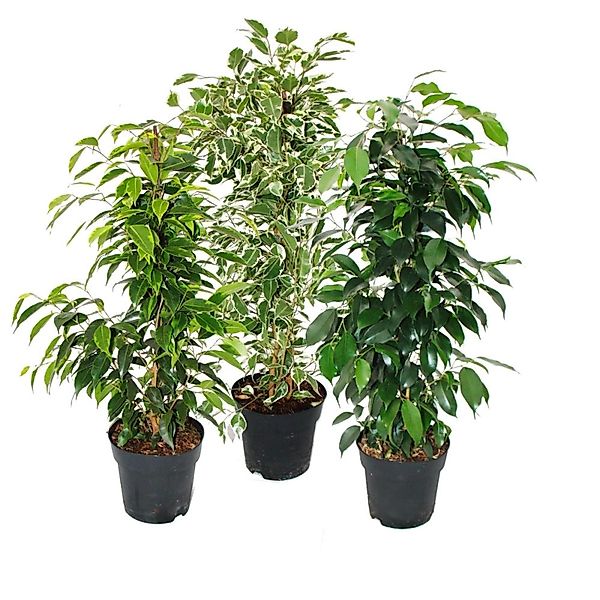 Exotenherz Ficus Benjamini 3er Set Anastasia Twighlight Danielle im 17cm To günstig online kaufen