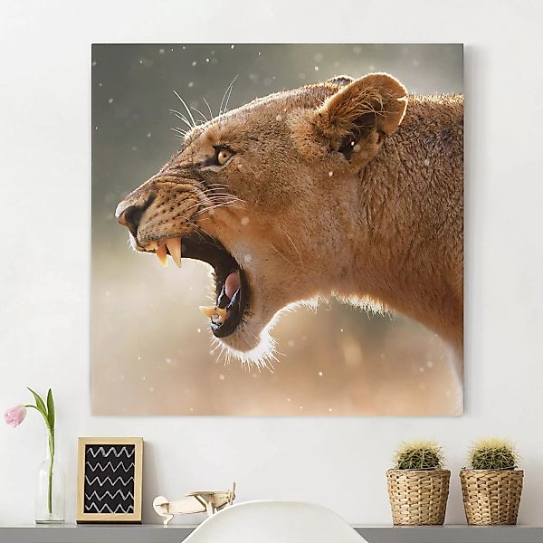 Leinwandbild Tiere - Quadrat Löwin auf der Jagd günstig online kaufen