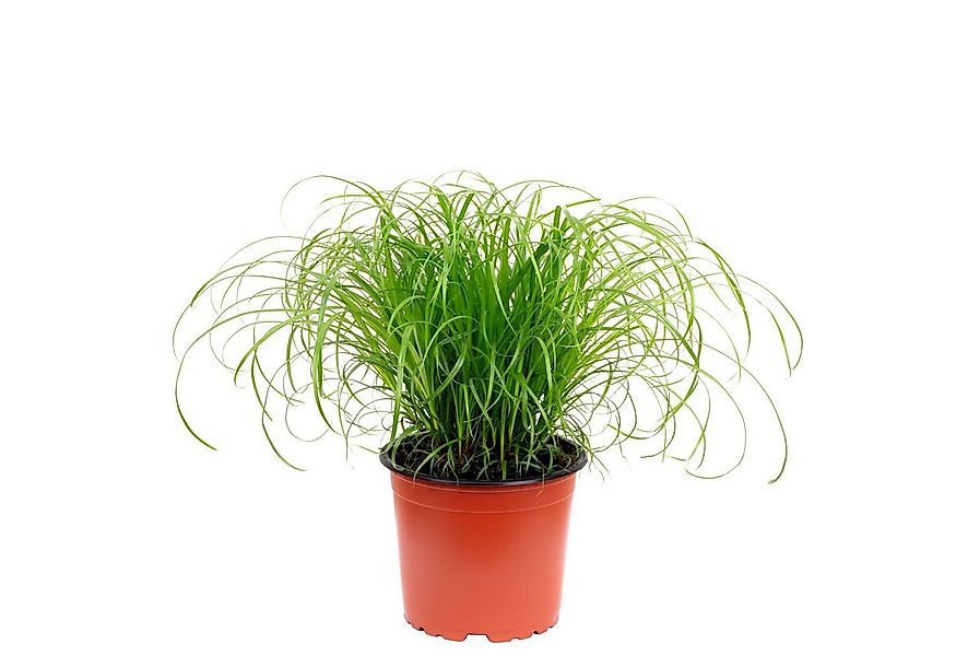 Flowerbox Zimmerpflanze Echtes Katzengras - Cyperus alternifolius "Zumula", günstig online kaufen