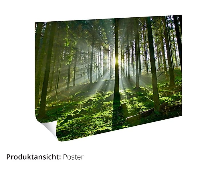 Artland Poster »In den Wald I«, Wald, (1 St.) günstig online kaufen