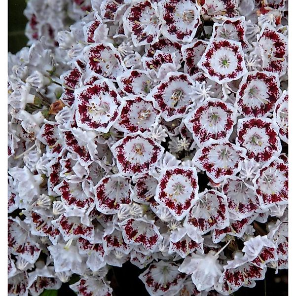 Großer Berglorbeer Nani 30-40cm - Kalmia,atifolia günstig online kaufen