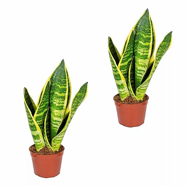 Casa Caron | 2er-Set Sansevieria Superba günstig online kaufen